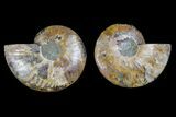 Agate Replaced Ammonite Fossil - Madagascar #166872-1